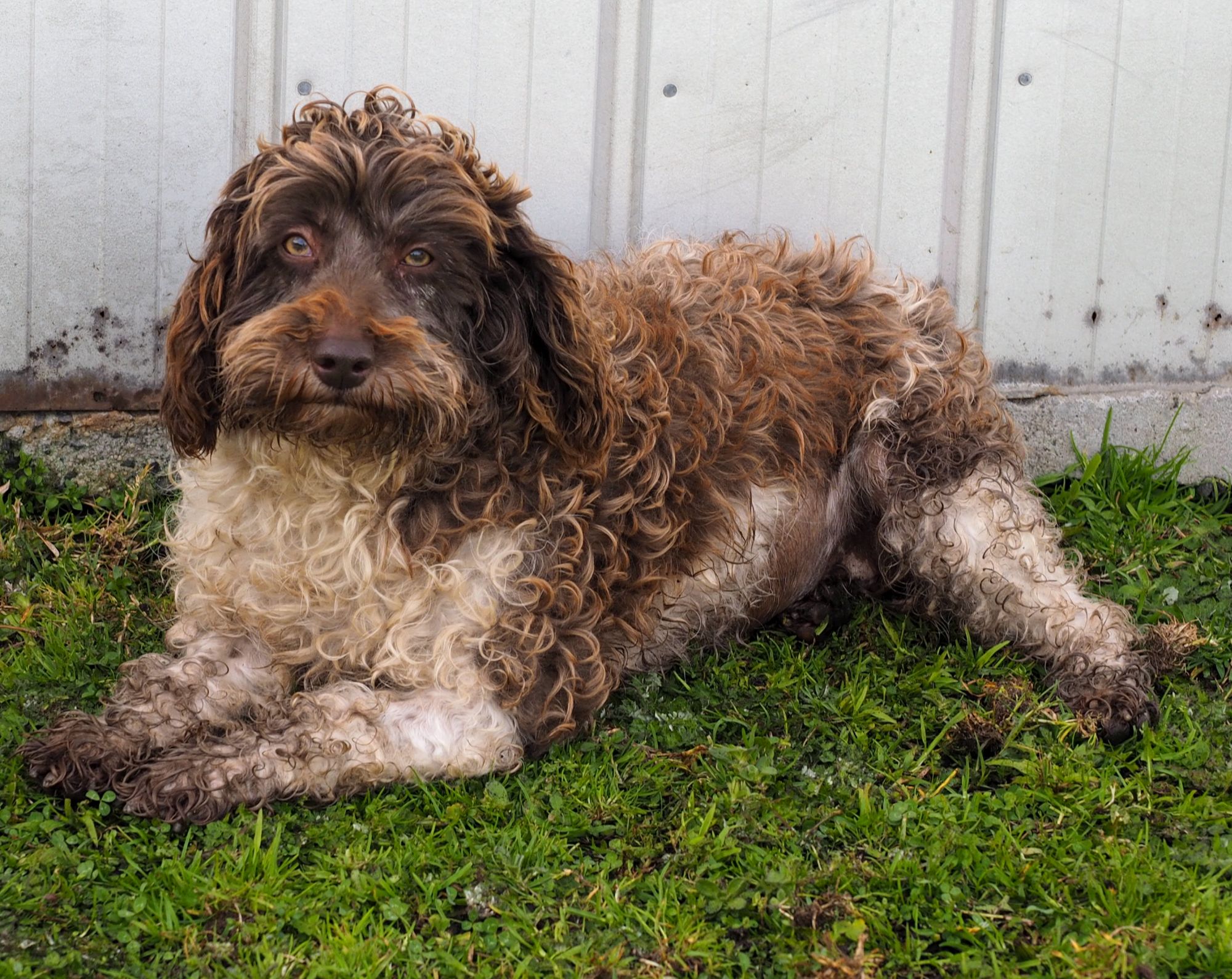 Spoodle Breeders Spoodle Puppies For Sale